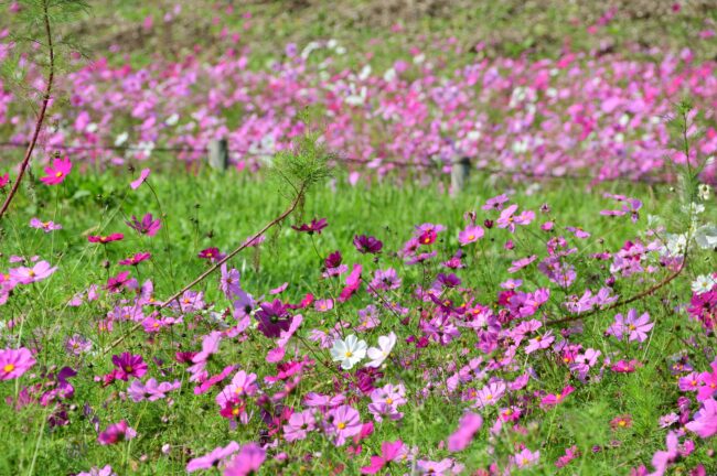 荻野運動公園のコスモスの写真