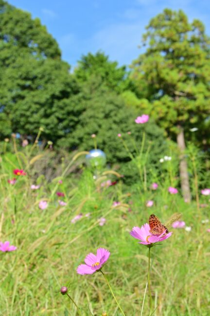 荻野運動公園のコスモスの写真