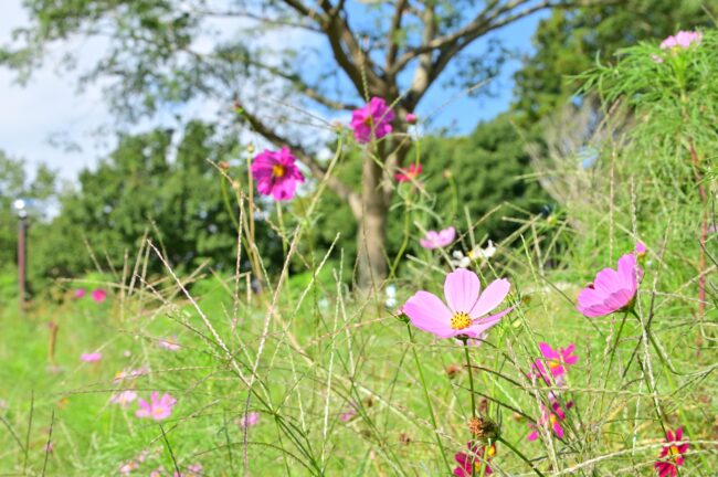 荻野運動公園のコスモスの写真