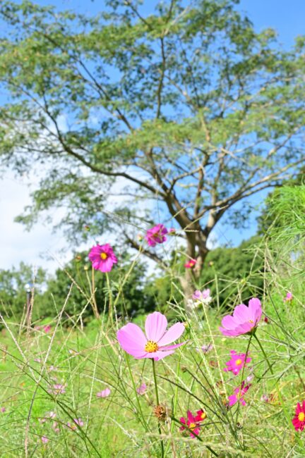 荻野運動公園のコスモスの写真