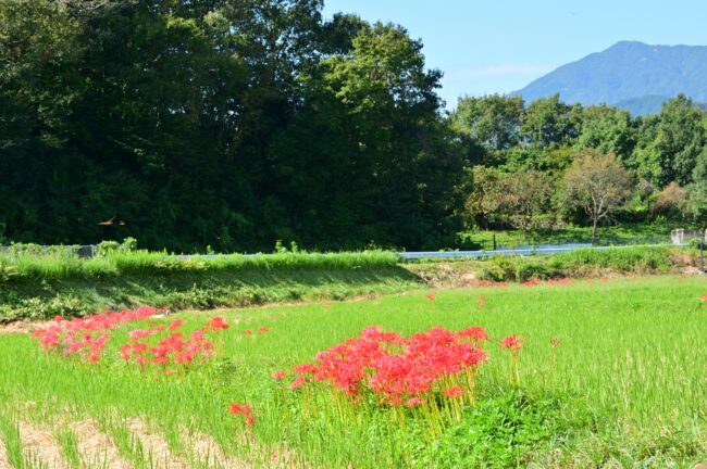 中荻野のヒガンバナの写真