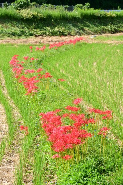 中荻野のヒガンバナの写真