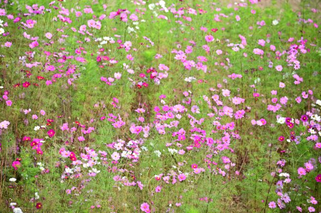 荻野運動公園のコスモスの写真
