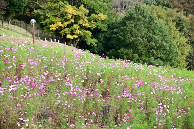 荻野運動公園のコスモスの写真