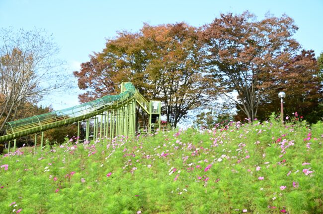 荻野運動公園のコスモスの写真