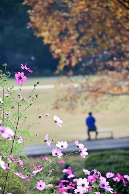 荻野運動公園のコスモスの写真