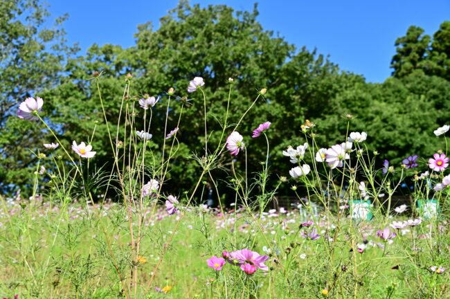 荻野運動公園のコスモスの写真