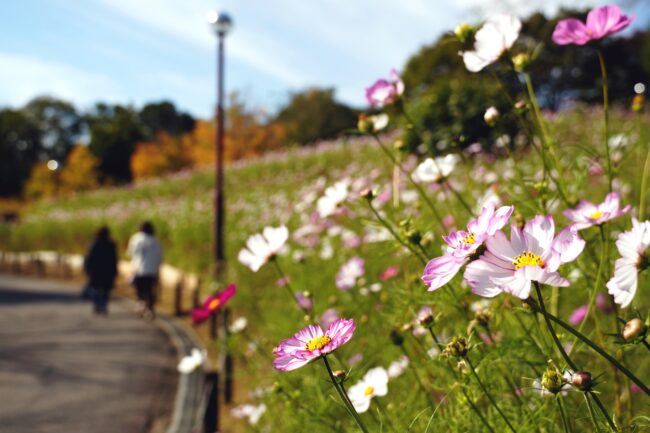 荻野運動公園のコスモスの写真