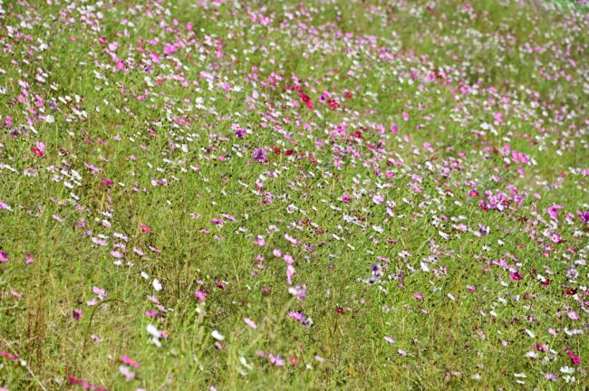 荻野運動公園のコスモスの写真