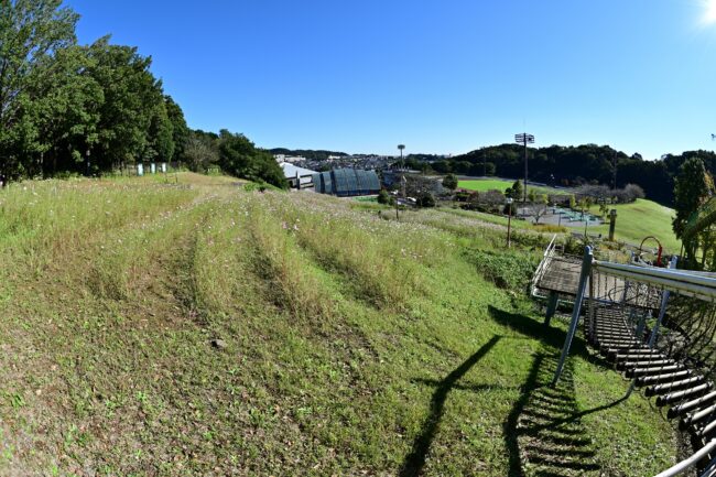 荻野運動公園のコスモスの写真