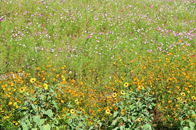 荻野運動公園のコスモスの写真