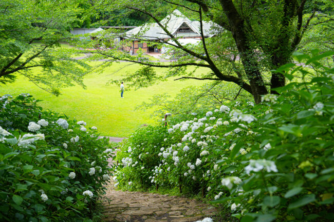 七沢森林公園のアジサイ
