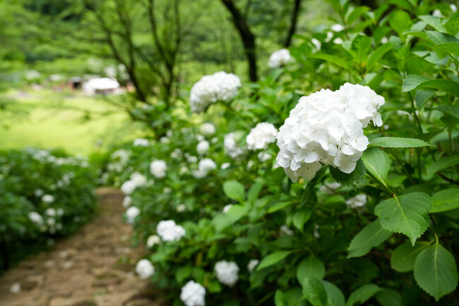 七沢森林公園のアジサイ