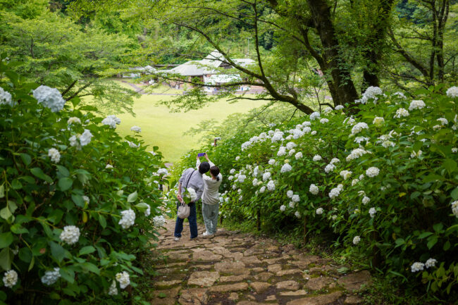 七沢森林公園のアジサイ