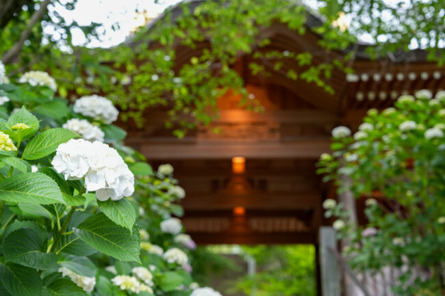 飯山観音長谷寺のアジサイ