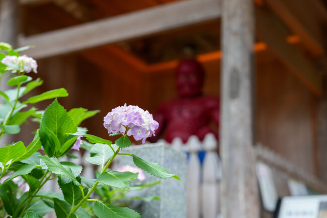 飯山観音長谷寺のアジサイ