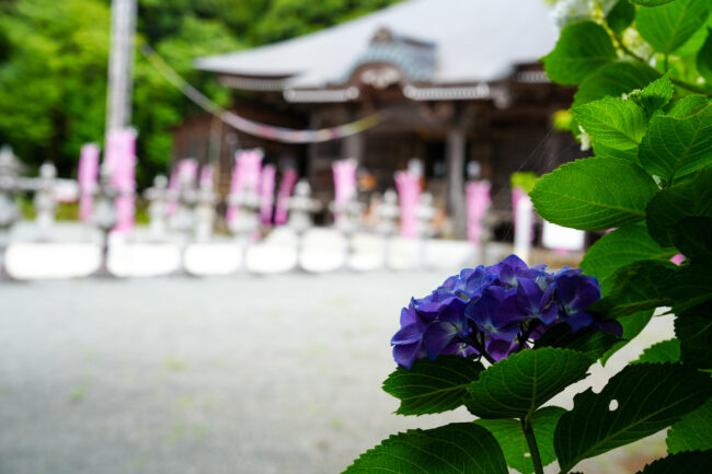 飯山観音長谷寺のアジサイ