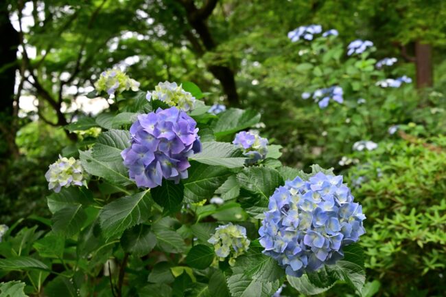 常昌院のアジサイの写真