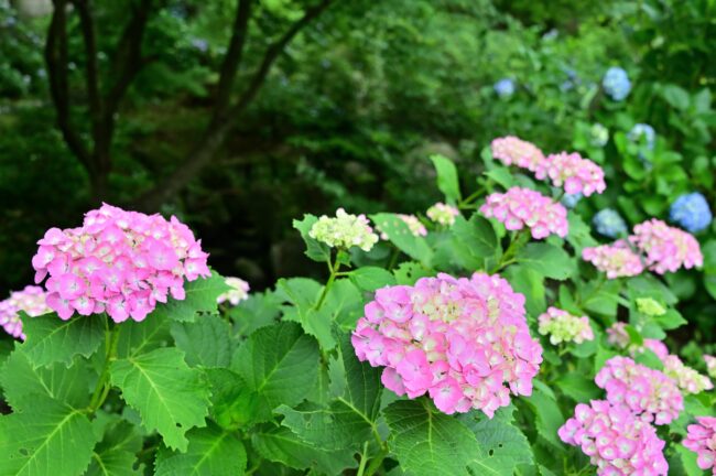 常昌院のアジサイの写真