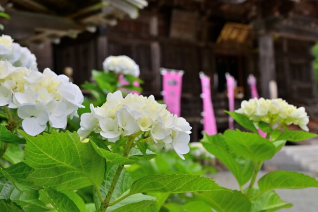 飯山観音長谷寺のアジサイの写真