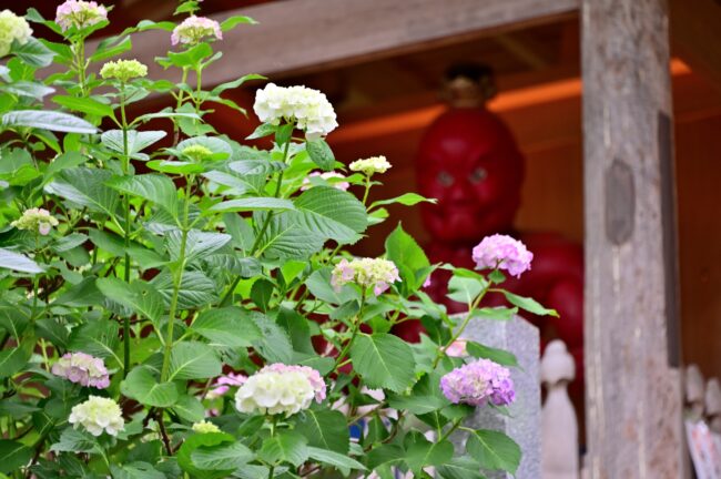 飯山観音長谷寺のアジサイの写真