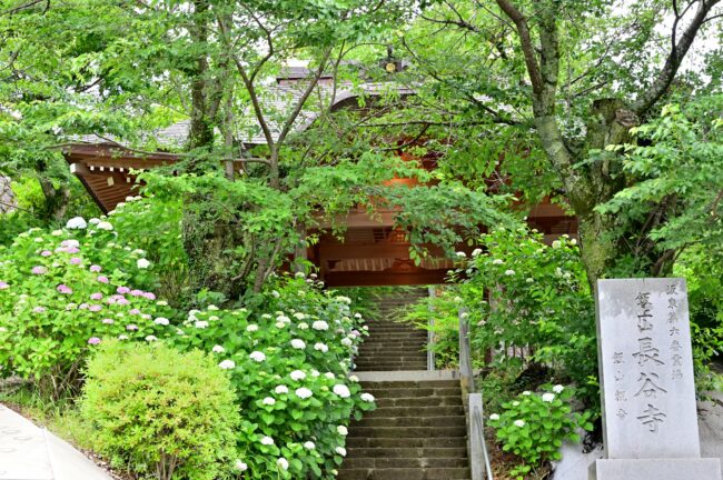 飯山観音長谷寺のアジサイの写真