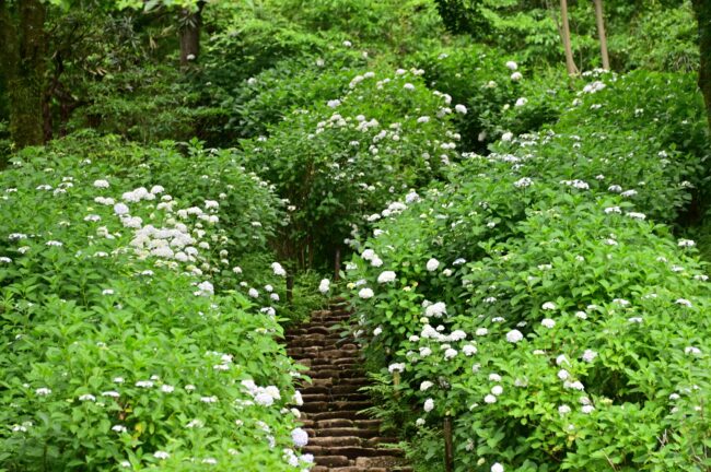 県立七沢森林公園さくらの園のアジサイの写真