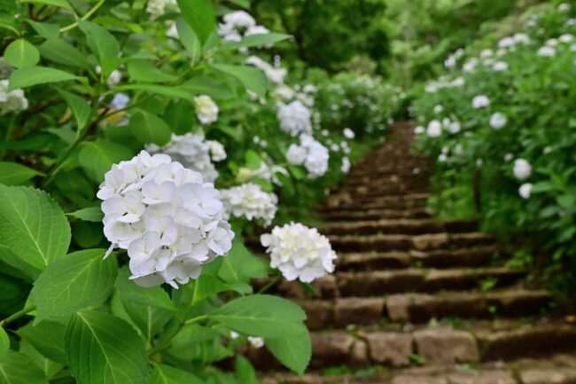 県立七沢森林公園さくらの園のアジサイの写真