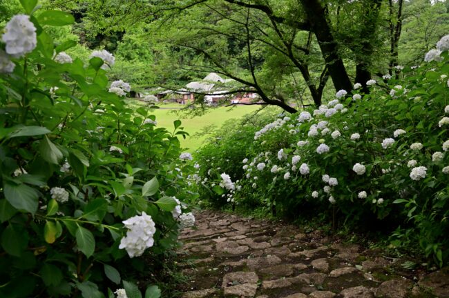 県立七沢森林公園さくらの園のアジサイの写真