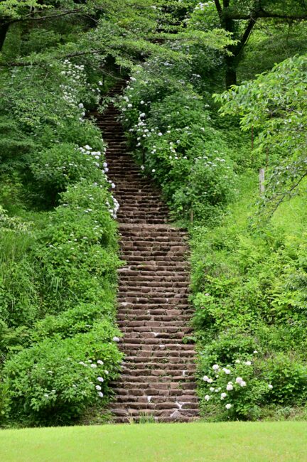 県立七沢森林公園さくらの園のアジサイの写真