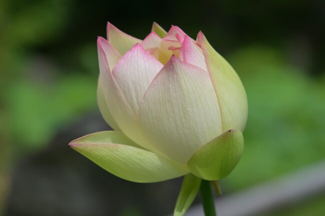 常昌院のハスの花の写真