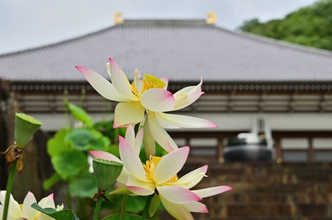常昌院のハスの花の写真