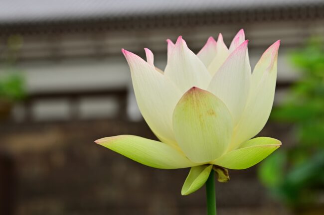 常昌院のハスの花の写真
