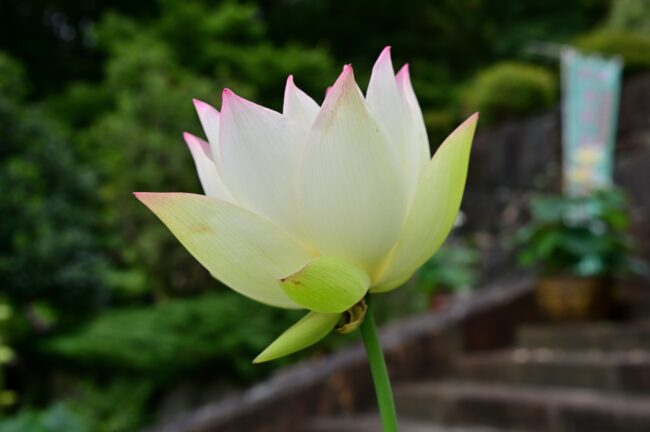 常昌院のハスの花の写真