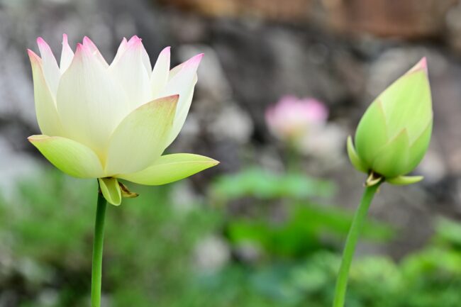 常昌院のハスの花の写真