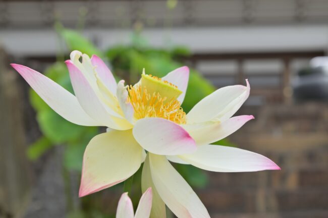 常昌院のハスの花の写真