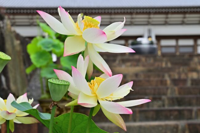 常昌院のハスの花の写真