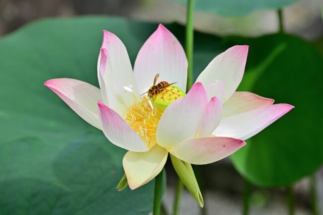 常昌院のハスの花の写真