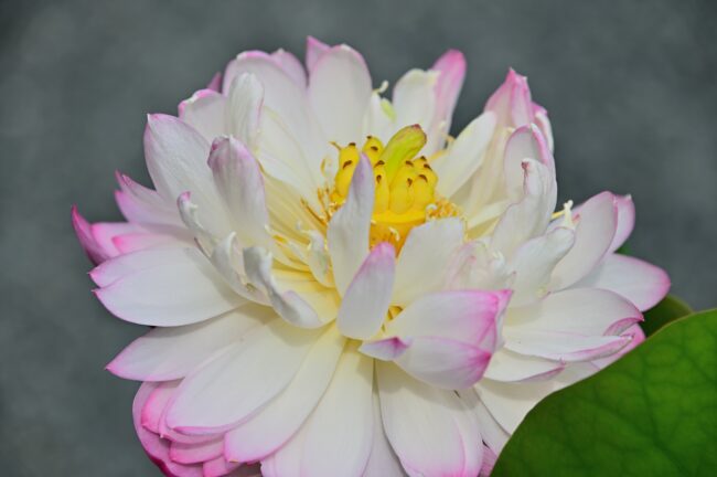 常昌院のハスの花の写真