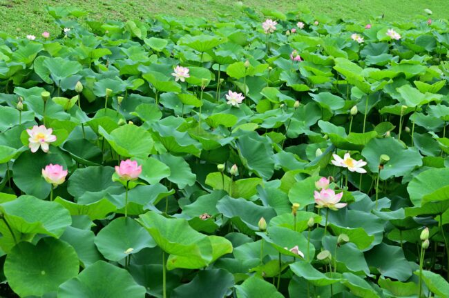 下古沢の厚木市斎場入口にある池のハスの写真