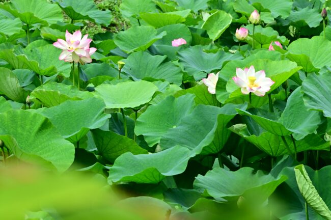 下古沢の厚木市斎場入口にある池のハスの写真