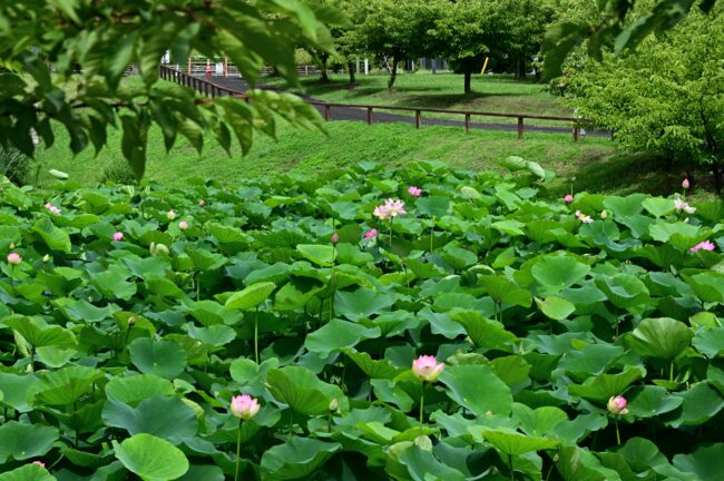 下古沢の厚木市斎場入口にある池のハスの写真