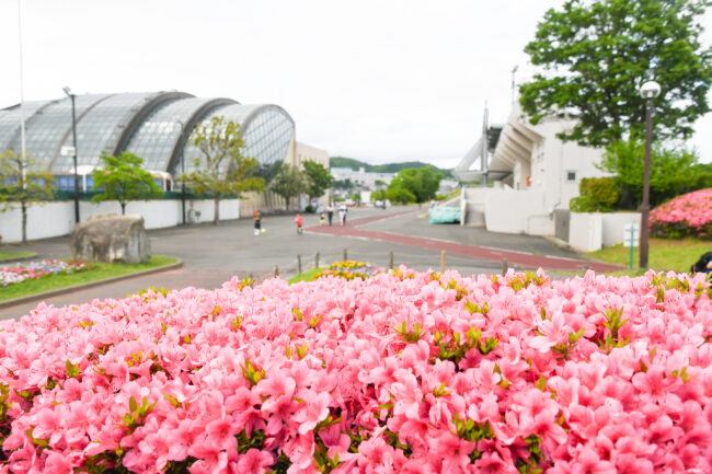 荻野運動公園のさつき