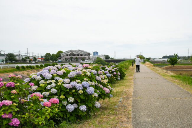玉川沿いのアジサイ