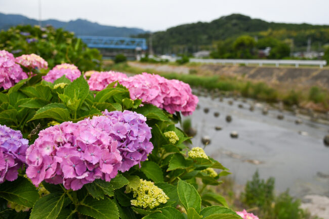 玉川沿いのアジサイ