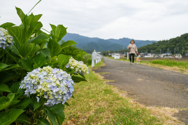 玉川沿いのアジサイ