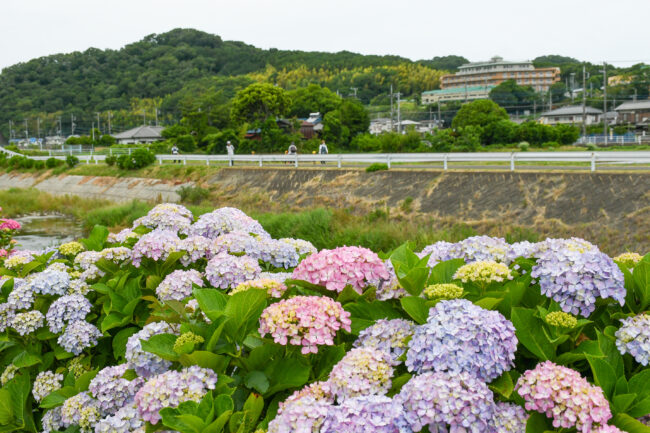 玉川沿いのアジサイ