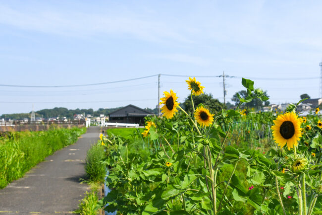 恩曾川の風景