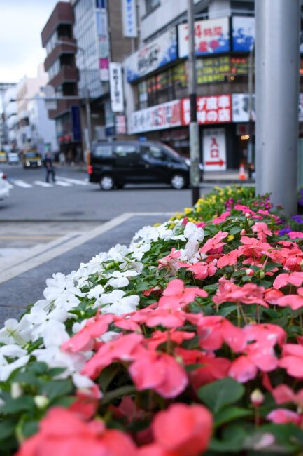 中町花の公園の花壇