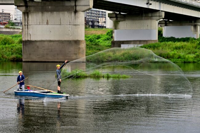 相模川の投網漁の写真